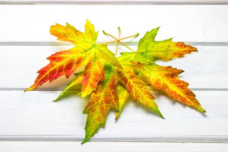 Autumn background. Bright red yellow maple fallen autumn leaves on a white wooden background. view...