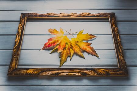 Old maple yellow leaves in a carved wooden frame on a light gray painted wooden background. Toned....