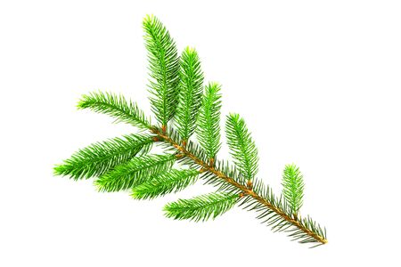 A branch of young needles, Christmas trees isolated on a white background, without shadowsの写真素材