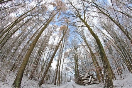 street through the forestの写真素材