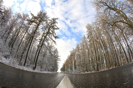 street through the forestの写真素材