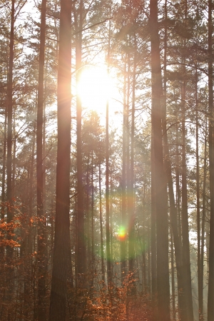 trees in the sunlight on a foggy september morningの写真素材