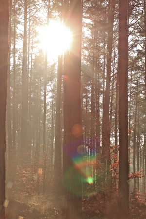 trees in the sunlight on a foggy september morningの写真素材