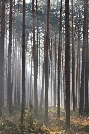 trees in the sunlight on a foggy september morningの写真素材