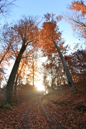 trees in the sunlight on a foggy september morningの写真素材
