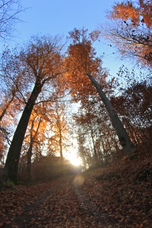 trees in the sunlight on a foggy september morningの写真素材