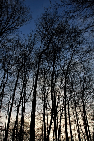 trees on a foggy autumn morningの写真素材