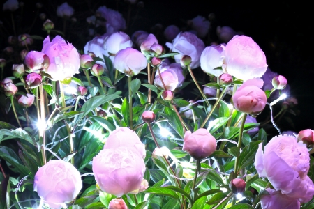 roses in a light showの写真素材