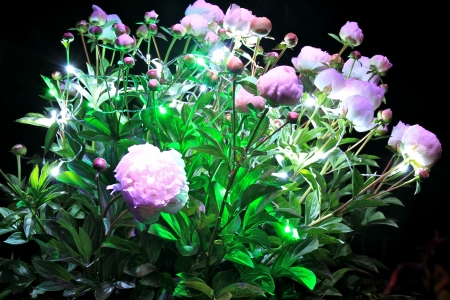 roses in a light showの写真素材