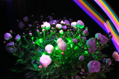 roses in a light showの写真素材
