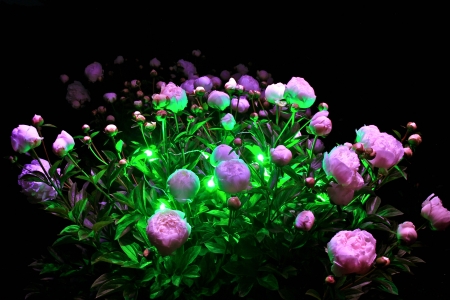 roses in a light showの写真素材
