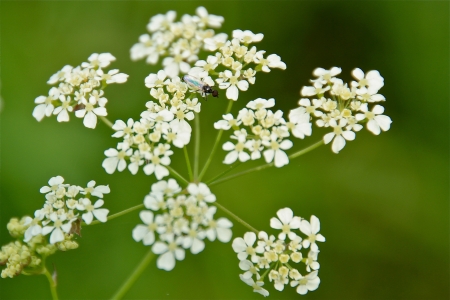 a flower in the summer sun