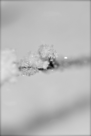 lonely plant in the winterの写真素材