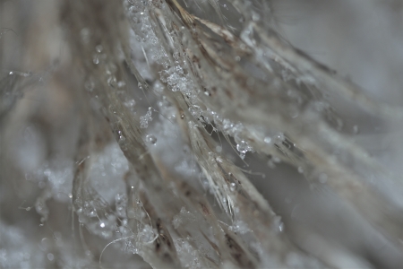 lonely plant in the winterの写真素材
