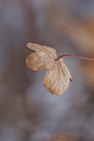 a old, poor,lonely plant on a cold winter dayの写真素材