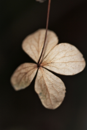 a old, poor,lonely plant on a cold winter dayの写真素材