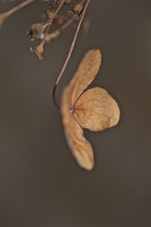 a old, poor,lonely plant on a cold winter dayの写真素材