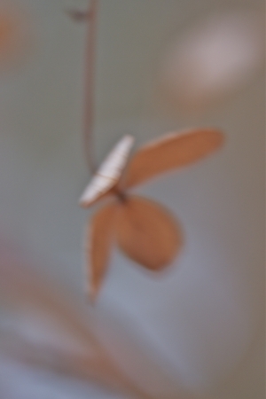 an old,poor,lonely plant on a cold winter dayの写真素材