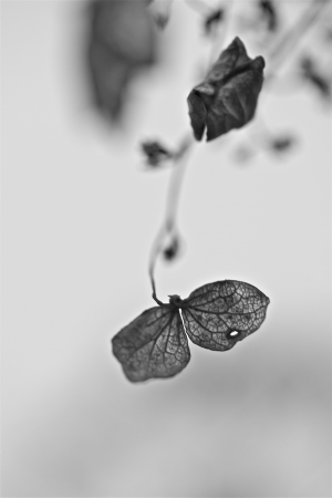 a old, poor,lonely plant on a cold winter dayの写真素材