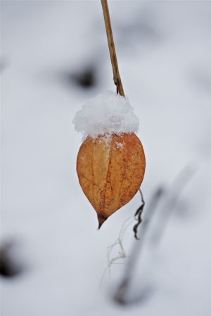 a lonely plant on a cold winter dayの写真素材