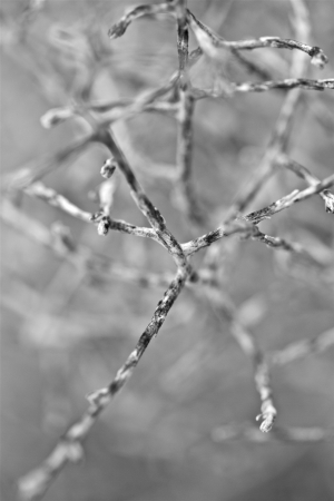 a lonely plant on a cold winter day