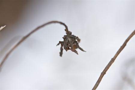 a lonely plant on a cold winter dayの写真素材