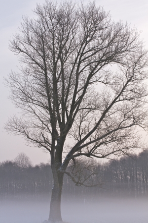 a winter landscape on a foggy december morningの写真素材