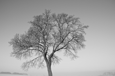 a winter landscape on a december morningの写真素材