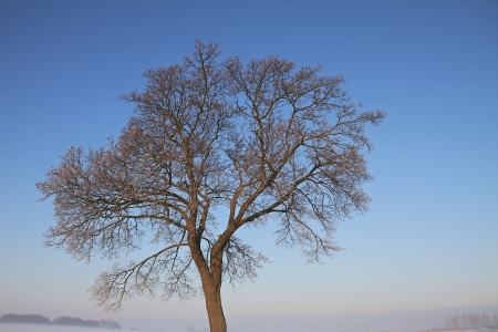 a winter landscape on a december morningの写真素材