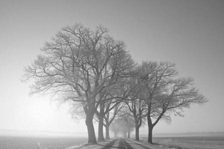 a winter landscape on a december morningの写真素材