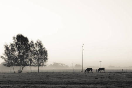 a landscape on a foggy autumn dayの写真素材