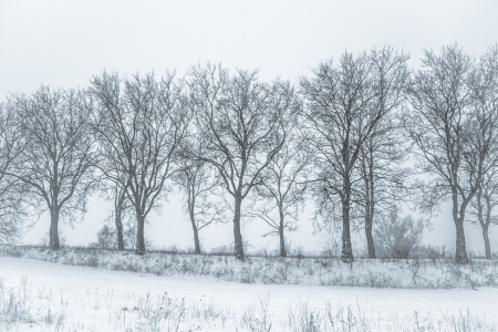 a stormy winder landscape in the morningの写真素材