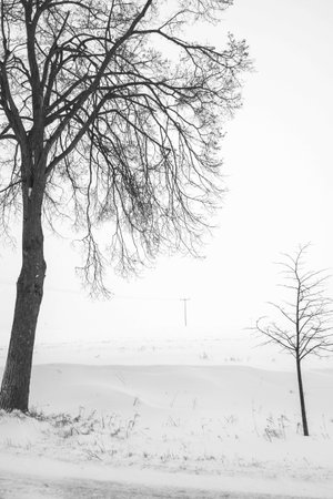 a stormy winder landscape in the morningの写真素材