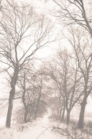 a stormy winder landscape in the morningの写真素材