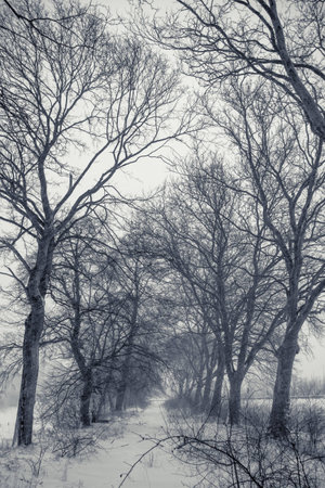 a stormy winder landscape in the morningの写真素材
