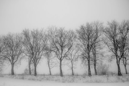 a stormy winder landscape in the morningの写真素材