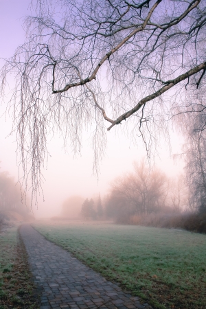 a foggy landscape on a october morningの写真素材