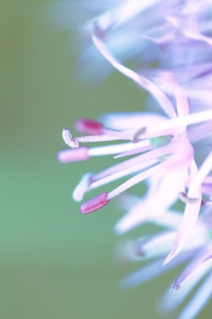 a flower in the morning sunの写真素材