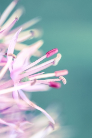 a flower in the morning sunの写真素材