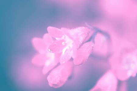 a flower in the morning sunの写真素材