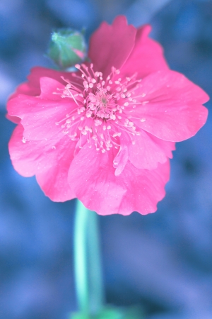 a flower in the morning sunの写真素材