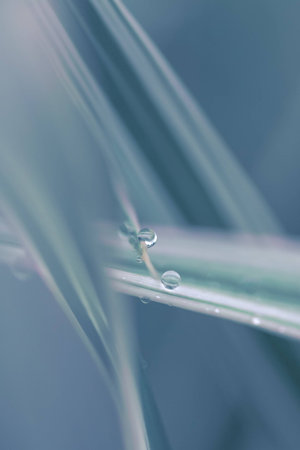 a wet plant in the morning の写真素材