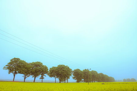 summer field in the morningの写真素材
