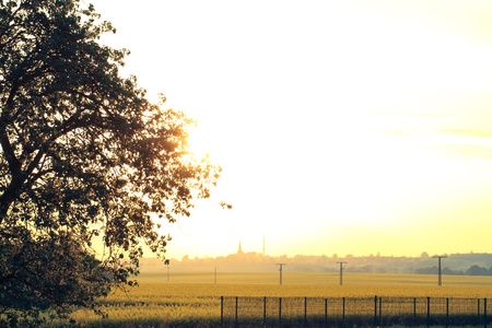 summer field in the sunset