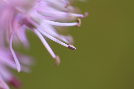 a flower in the morning sunの写真素材