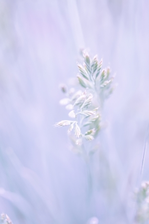 a  plant in the morning  sunの写真素材