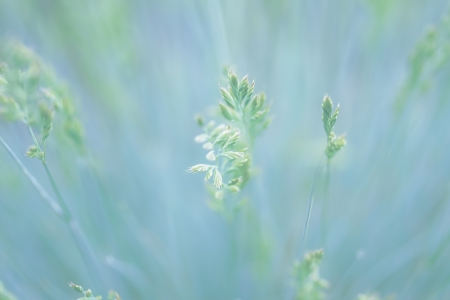 a  plant in the morning  sunの写真素材