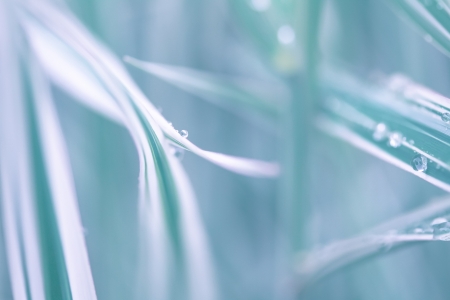 a wet plant in the morning の写真素材