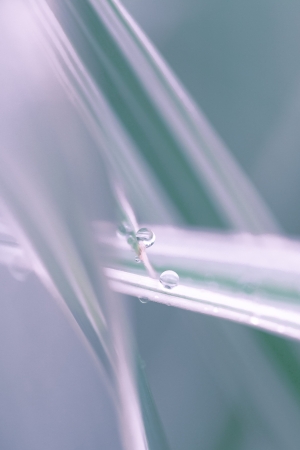 a plant after the rainの写真素材