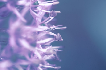 a flower in the morning sunの写真素材